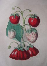 Belle gravure ancienne d'un plant de fraisier FRAISES 1851