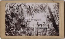 Hammock Drive Near Daytona Florida USA Vintage citrate 1898