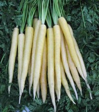 150 graines CAROTTE BLANCHE SUISSE(D. carota de Kuttingen)N64 WHITE CARROT SEEDS