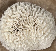 Corail blanc Fossile ancien