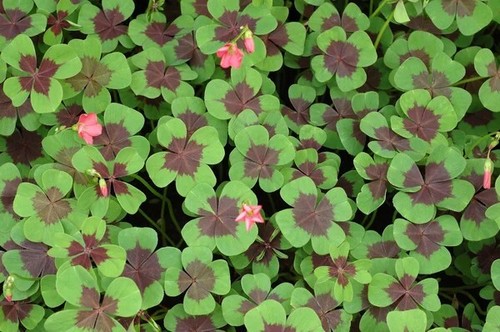 Oxalis deppei iron cross - ,, 1