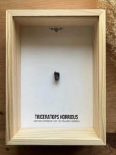 🦕 Dent de Tricératops