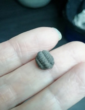 Trilobite phacops 0,76 g / 1,2