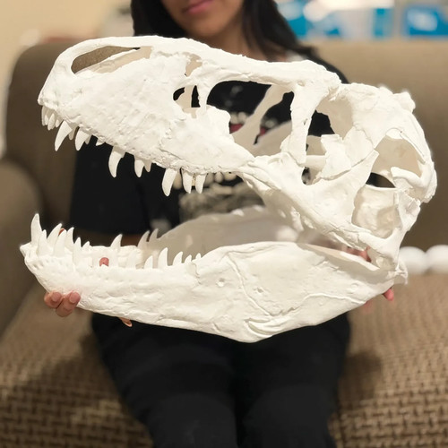 Rex skull replica - skull, printed
