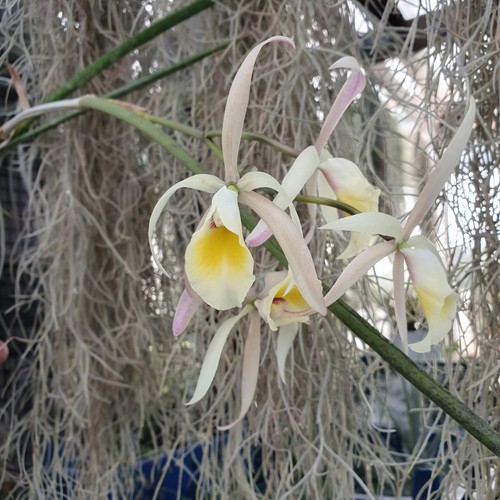 Brassocattleya liliputian