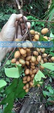 5 Fresh seeds of Talisia guianensis - Rare Tropical Fruit