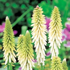 Tritome vivace chandelles - vivace,