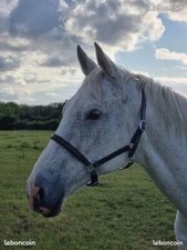 licol cuir neuf full