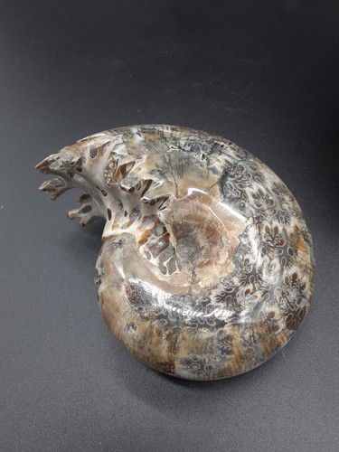 Big full ammonite - full,