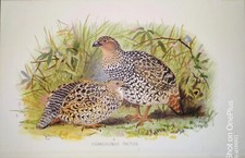 RARE CHROMO,1870S, INDIAN BIRD