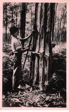 AGRICULTURE - SAN54058 - Au