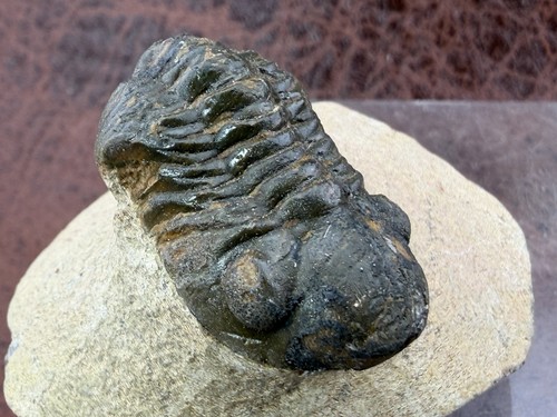 Trilobite sandstone from - sandstone,