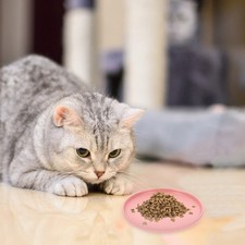  Gamelles Pour Chats Bol De