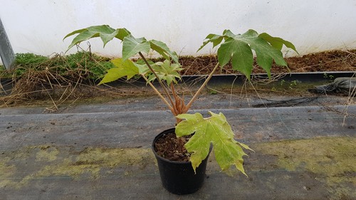 Tetrapanax papyrifera rex - tetrapanax,