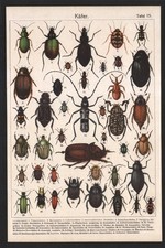 1890 Lithographie Insectes Scarabées Oryctes nasicornis Entomologie