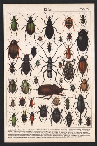 1890 lithographie insectes - 1890,