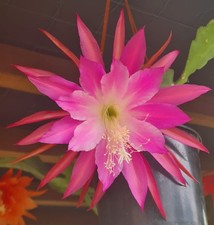 Epiphyllum "Chiyo Matsumiya"