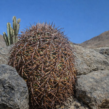Melocactus trujilloensis KK288