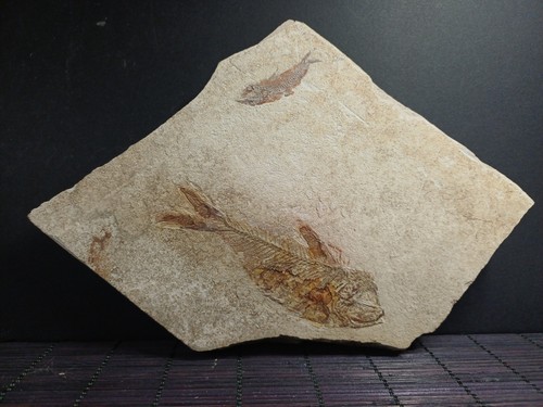 Poisson fossile diplomystus - poisson,