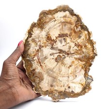 Bois pétrifié tranche, ornement poli, spécimen de Madagascar 905gr 210mm