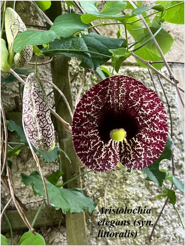 Aristolochia elegans - ,