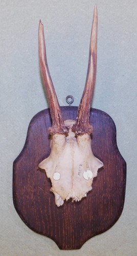 Ancien trophee chasse - ancien,