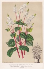 Peperomia Resedaeflora Grenade