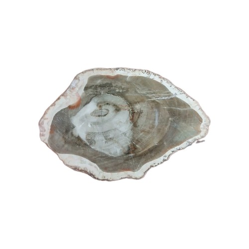 Bois fossile tranche - , 52g