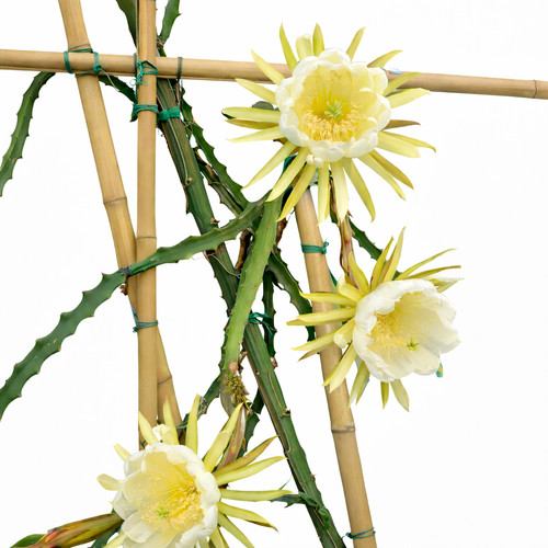 Selenicereus megalanthus - , 10