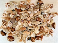 Assorted Mixed Seashells Sea