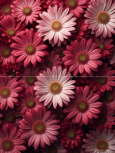 Photo fleurs graphiques pop - photo,
