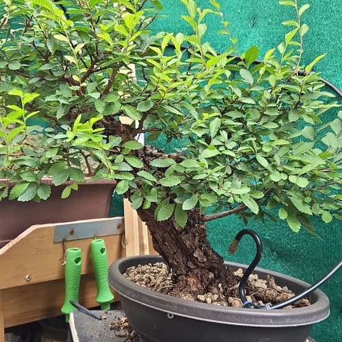 Bonsai ulmus nire - bonsai, extérieur