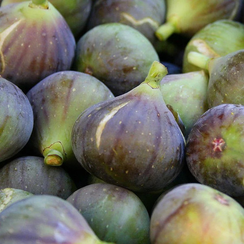 Ficus carica madeleine des - ficus, 'madeleine