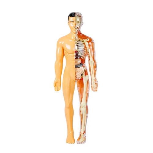 Modèle corps humain 3d - modèle,
