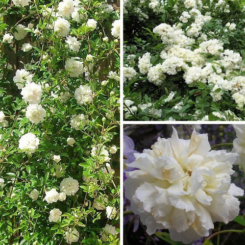 Rosa banksiae alba plena - banksiae, plena'