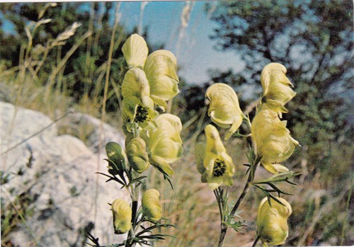 Valdrome flore aconit - valdrome,
