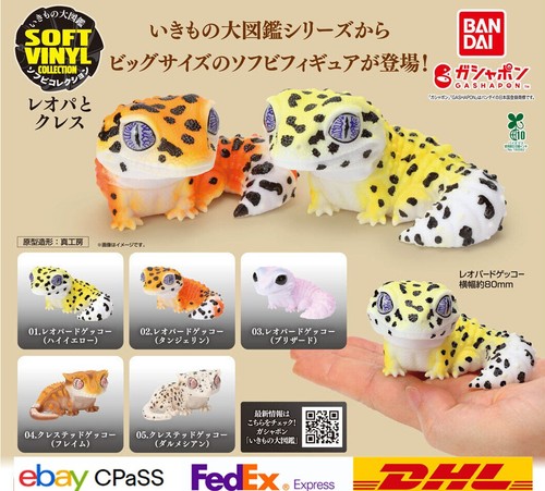 Lot gecko et cresson - gecko,