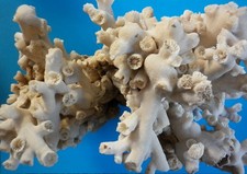 Corail ancien 1,8 kg