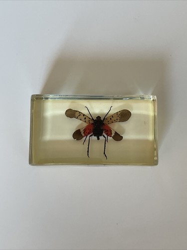 Véritable insecte dans - insecte,