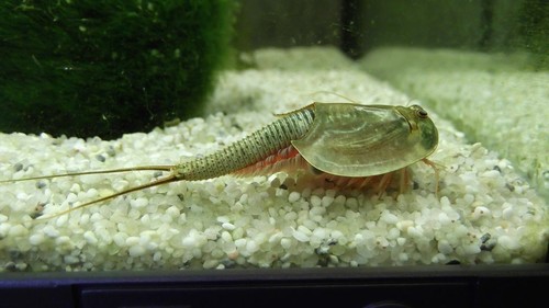 Triops longicaudatus avec - triops,