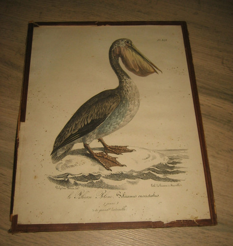 Ancienne lithographie polydore - lithographie,