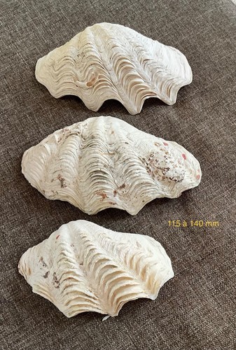 Lot benitiers coquillages - lot,