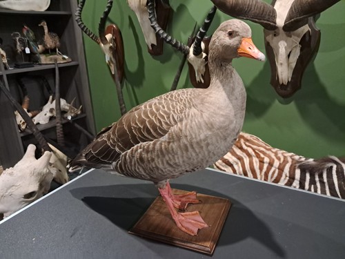 Taxidermie oie cendrée - taxidermie,