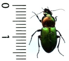 Carabidae – POECILUS