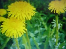 5000 Graines de Pissenlit