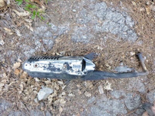 echappement scooter chinois 50