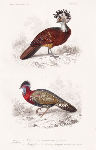 Crax rubra tragopan poule - tragopan,