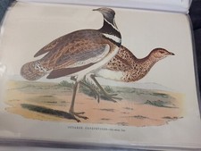 Lot gravures & lithographies anciennes – Carle Vernet, navires, chasse, oiseaux 