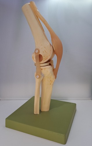 Vintage 1995 somso - 1995, anatomical