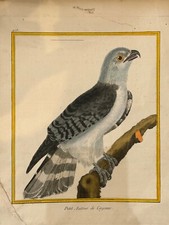 OISEAUX RAPACE "Autour de Cayenne" – Buffon & Martinet – 1770